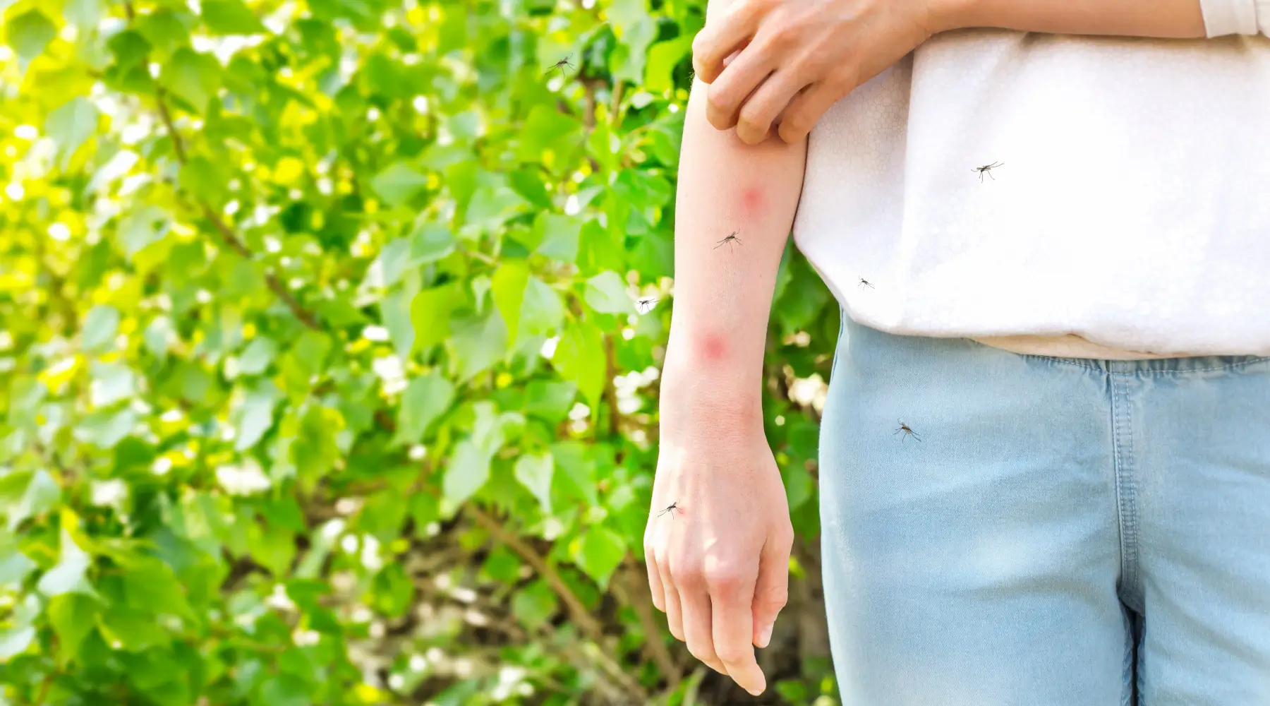 How Long Do Mosquito Bites Last? by Petri Pest Control in South Florida