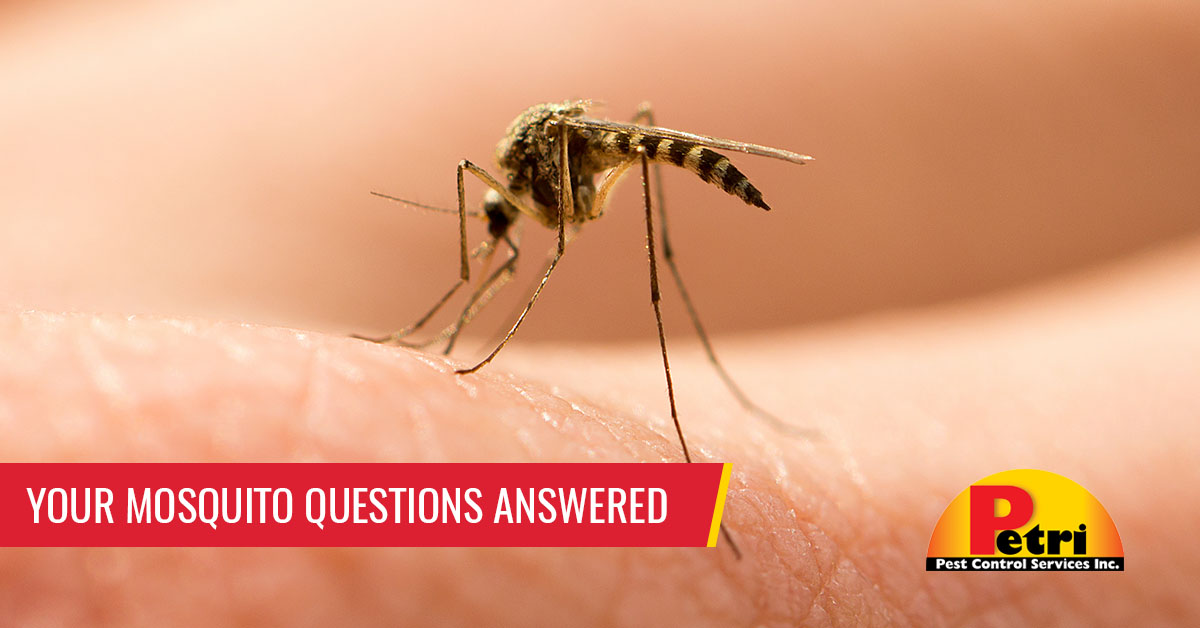 Your mosquito questions answered - Pest control services in South Florida by Petri Pest Control