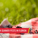 10 most common summer pests in Florida - Pest control services in South Florida by Petri Pest Control