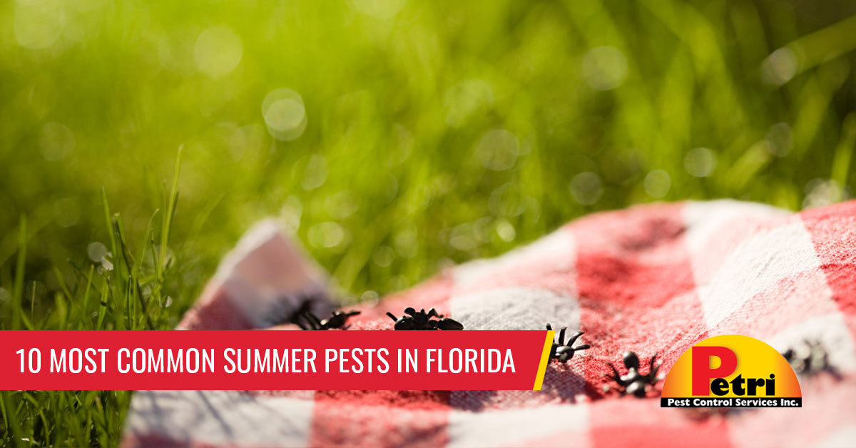 10 Most Common Summer Pests In Florida by Petri Pest Control in South Florida