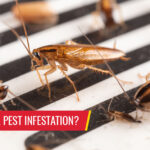 What causes a pest infestation - Pest control services in South Florida by Petri Pest Control