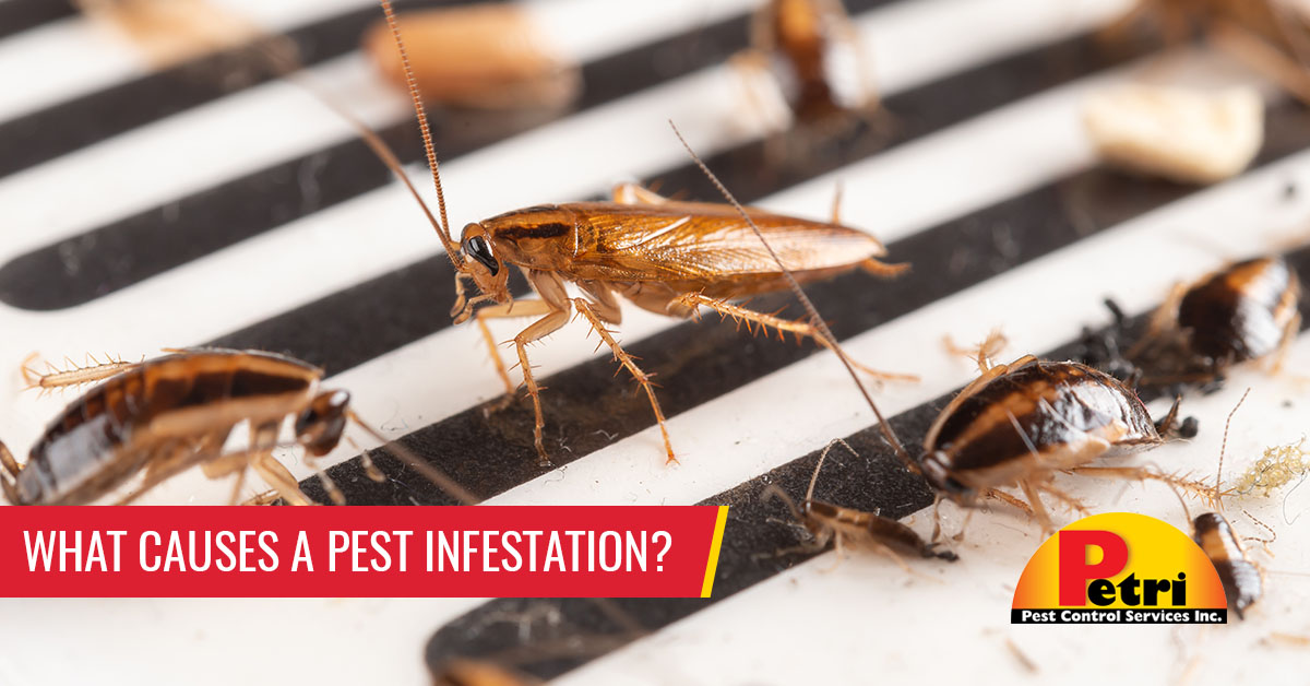 What Causes A Pest Infestation? What Makes Your Home Attractive To Pests? by Petri Pest Control in South Florida
