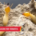 Yes there's a reason for termites - Pest control services in South Florida by Petri Pest Control