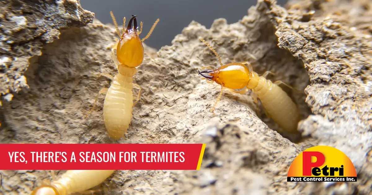 Yes, There’s A Season For Termites by Petri Pest Control in South Florida