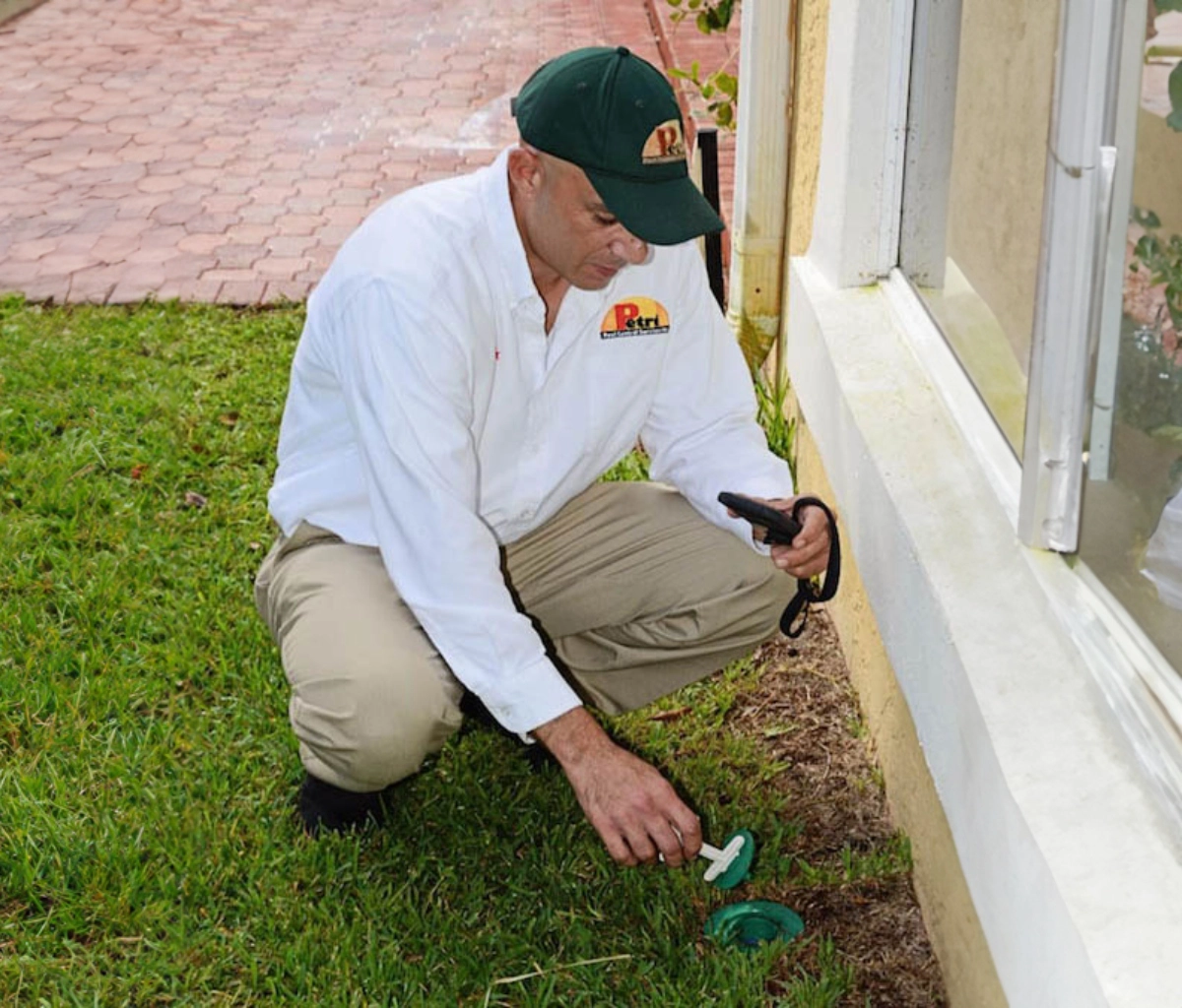 Termite treatment services by Petri Pest Control in South Florida
