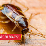 Why roaches are so scary - Pest control services in South Florida by Petri Pest Control