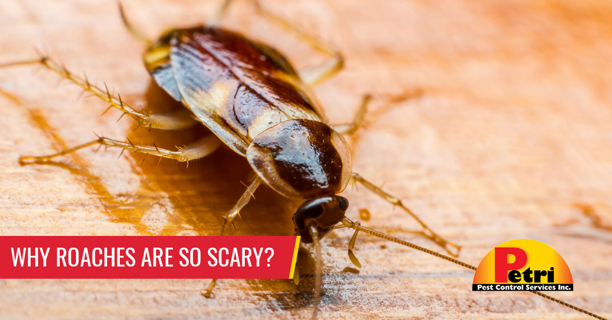 Why Roaches Are So Scary by Petri Pest Control in South Florida