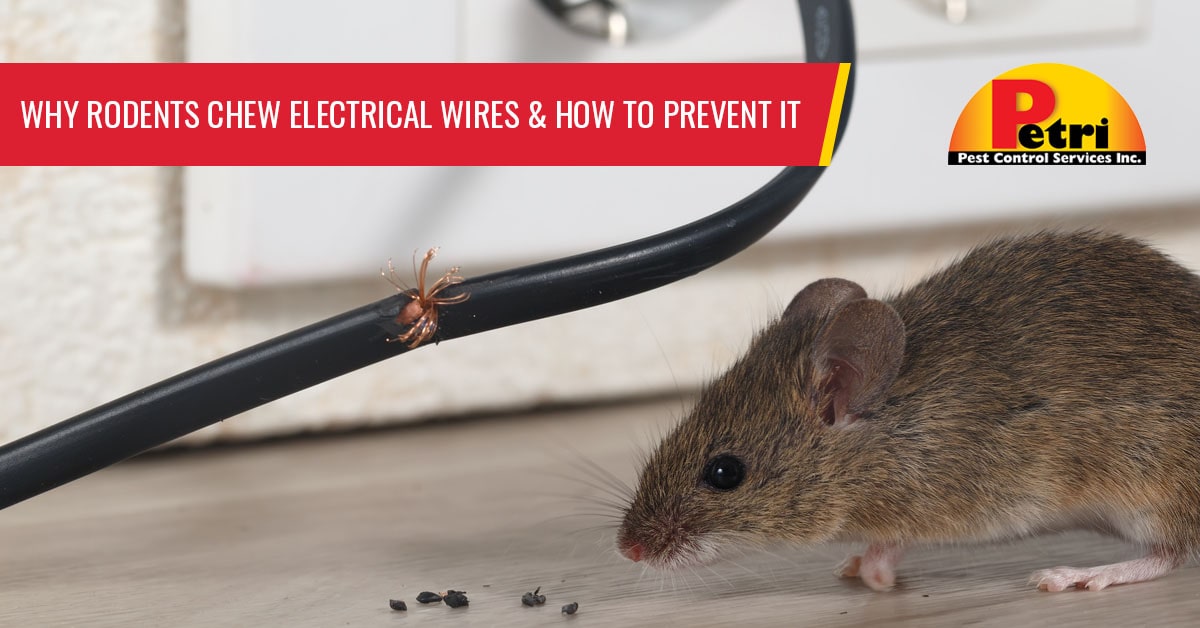 Why rodents chew electrical wires and how to prevent it - Pest control services in South Florida by Petri Pest Control