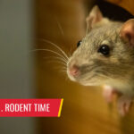 Stop... it's...Rodent Time - Pest control services in South Florida by Petri Pest Control