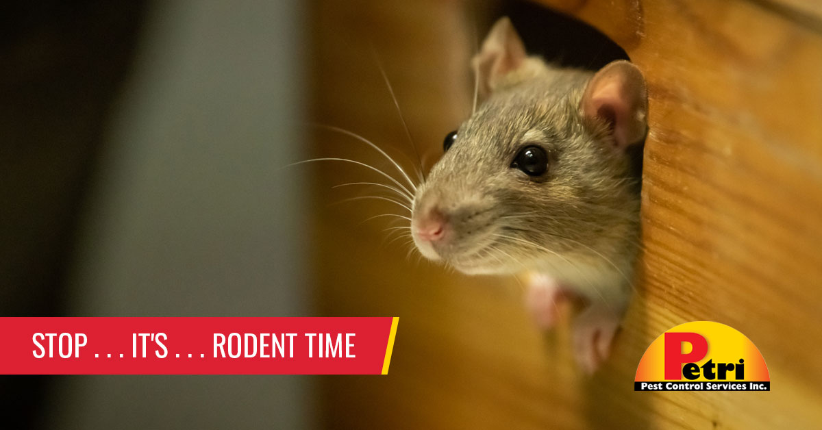 Stop... it's...Rodent Time - Pest control services in South Florida by Petri Pest Control