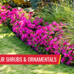 Caring for your shrubs and ornamentals - Pest control services in South Florida by Petri Pest Control