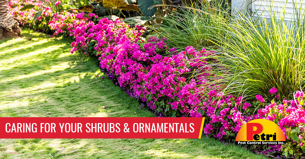 Caring for your shrubs and ornamentals - Pest control services in South Florida by Petri Pest Control
