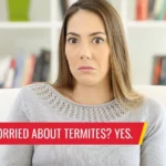Should I be worried about termites? yes - Pest control services in South Florida by Petri Pest Control