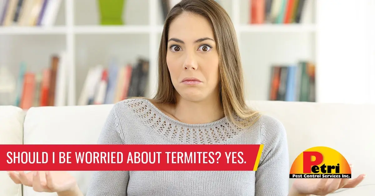 Should I be worried about termites? yes - Pest control services in South Florida by Petri Pest Control