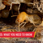 What you need to know about Florida termites - Pest control services in South Florida by Petri Pest Control