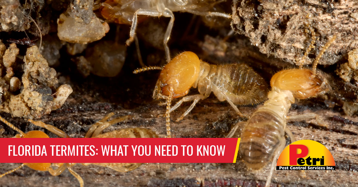 What you need to know about Florida termites - Pest control services in South Florida by Petri Pest Control
