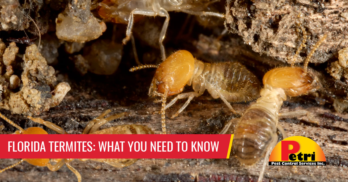 fresno termite control