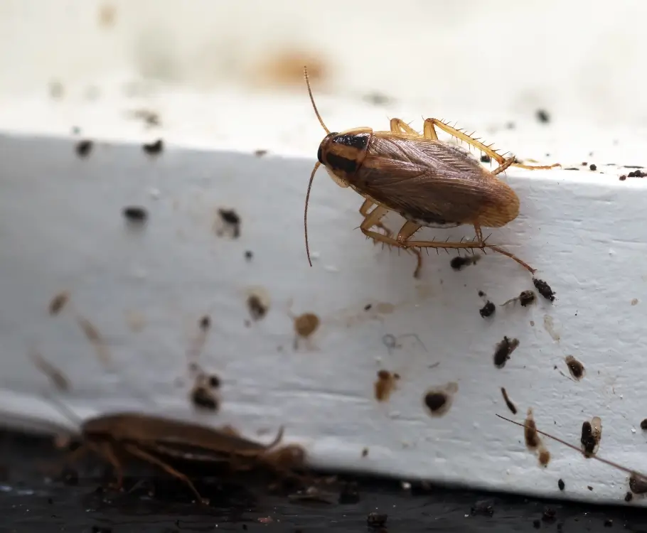 Cockroach infestation removal in South Florida by Petri Pest Control