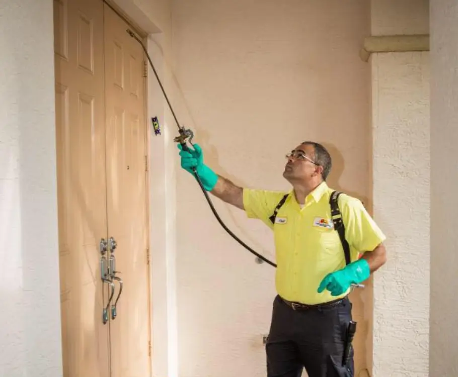 Spider exterminator by Petri Pest Control in South Florida