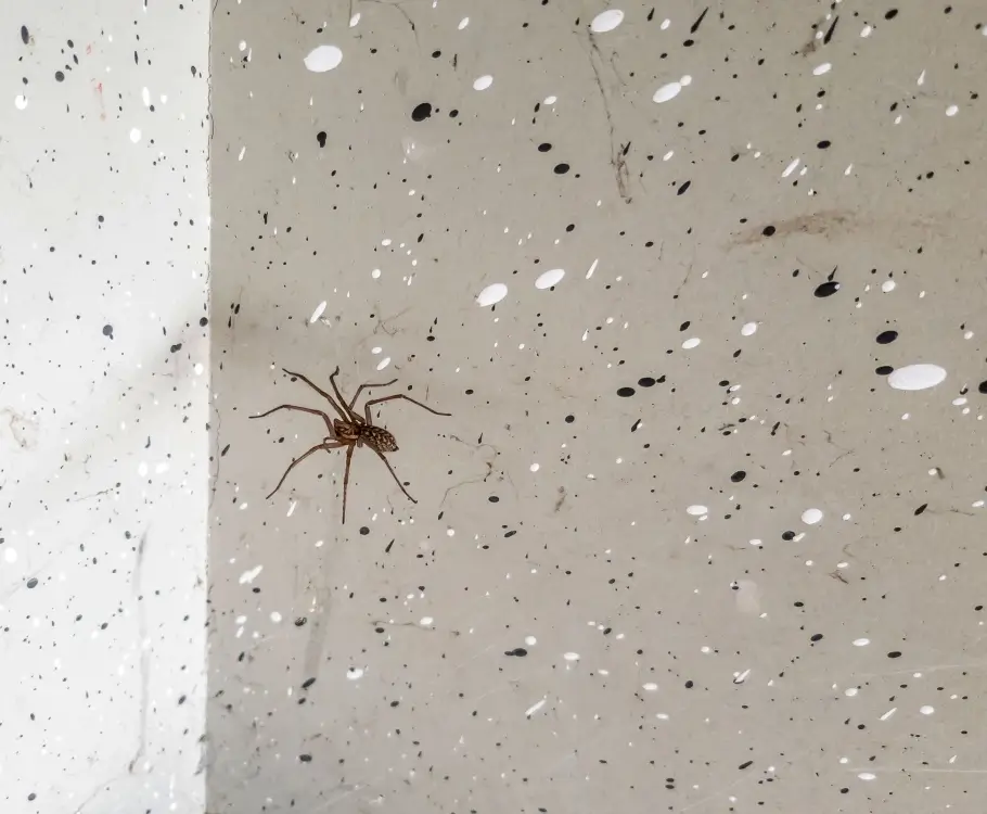 Spider on wall by Petri Pest Control in South Florida