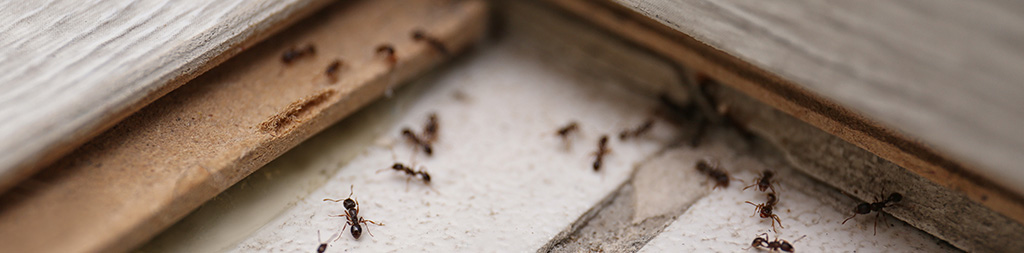 Ants on floor by Petri Pest Control in South Florida