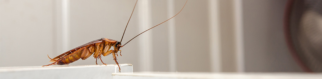 Cockroach on counter by Petri Pest Control in South Florida