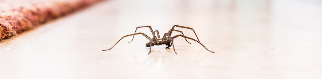 Spider on floor by Petri Pest Control in South Florida