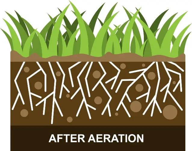 Grass and soil illustration showing the benefits of lawn services after Aeration services by Petri Pest Control in South Florida