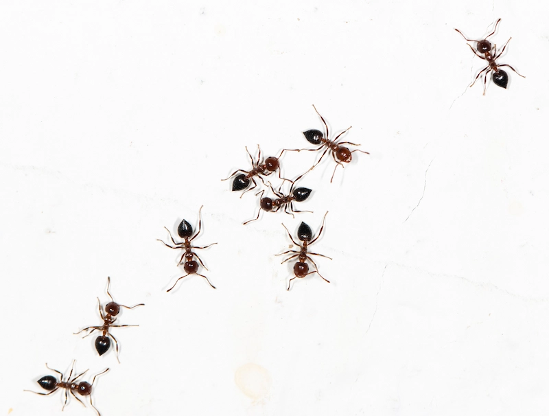 Top Ant Species Known for Invading Florida Homes by Petri Pest Control in South Florida