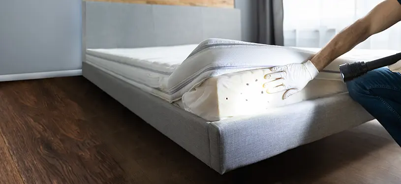 What Is the Main Cause of Bed Bugs? by Petri Pest Control in South Florida