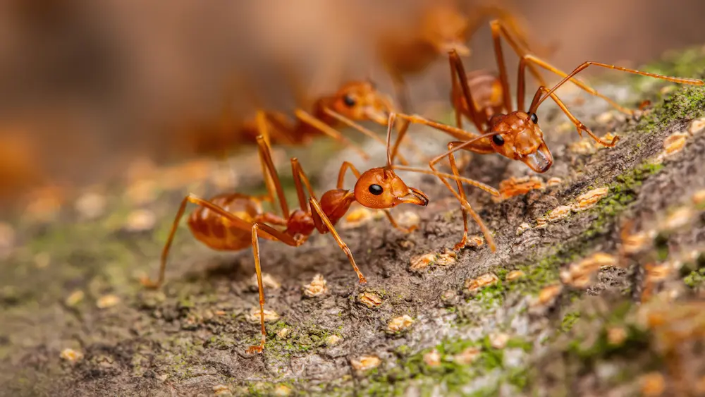 Fire Ant Control: Protecting Your Home in [city] by Petri Pest Control in South Florida
