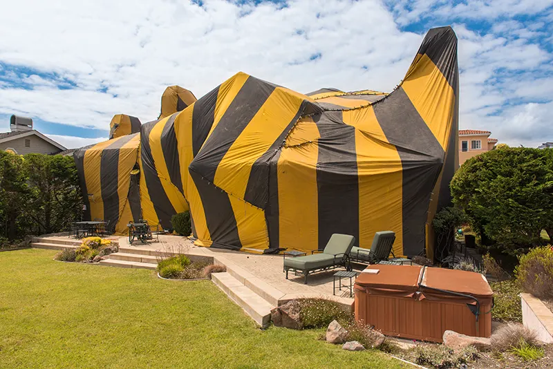 Fumigation vs No-Tent Termite Treatment: Which Is Better? by Petri Pest Control in South Florida