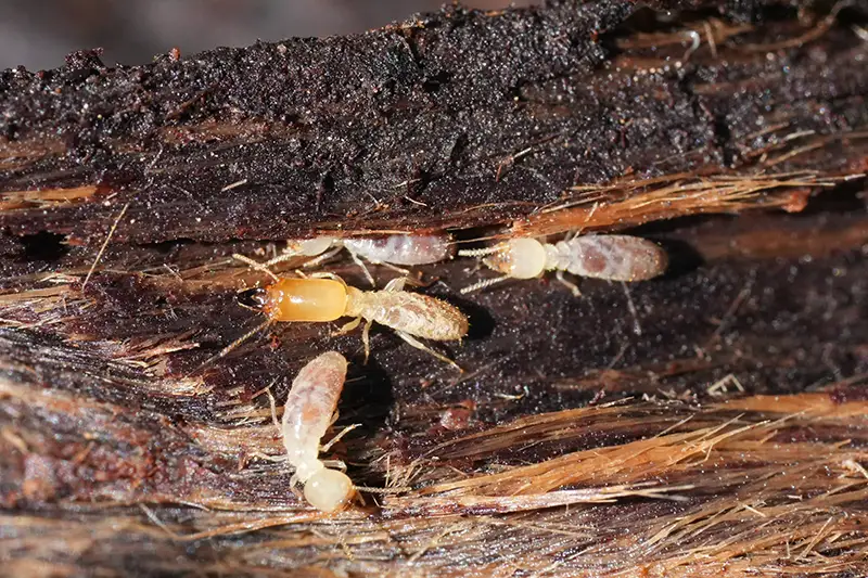 How to Get Rid of Termites by Petri Pest Control in South Florida
