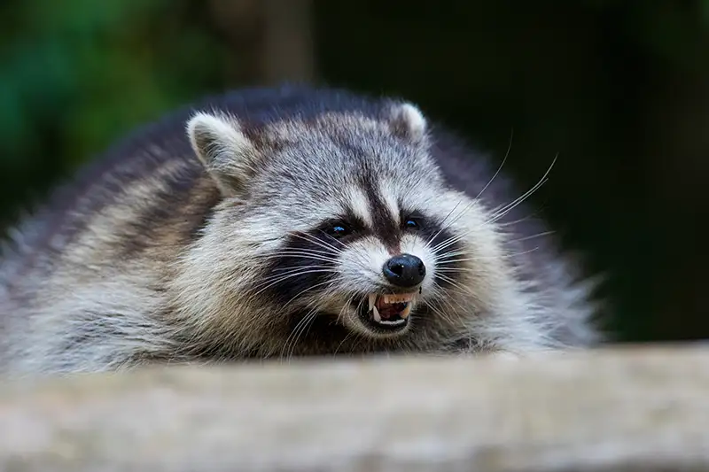 Signs That a Raccoon Might Have Rabies by Petri Pest Control in South Florida