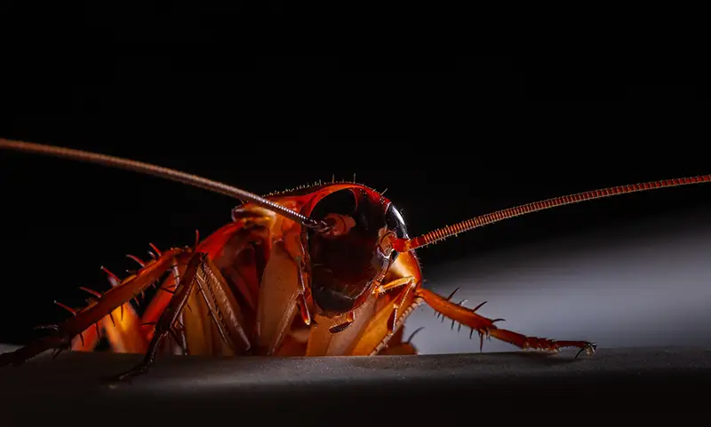 Why Do Cockroaches Come Out at Night? by Petri Pest Control in South Florida