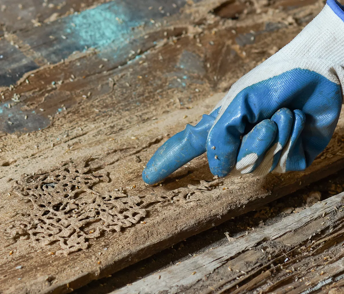 Signs of termites on wood planks.