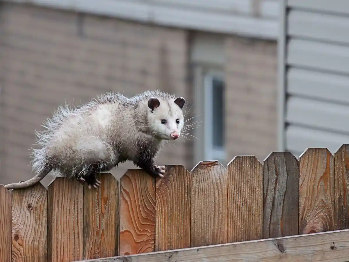 Getting Rid of Opossums by Petri Pest Control in South Florida