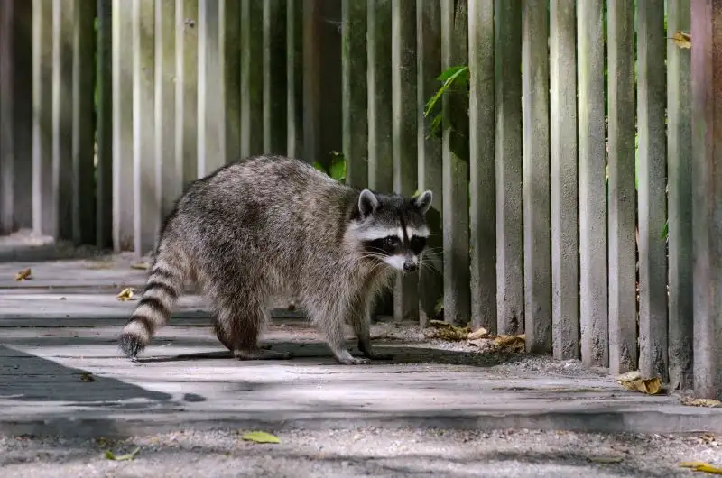 Getting Rid of Raccoons by Petri Pest Control in South Florida