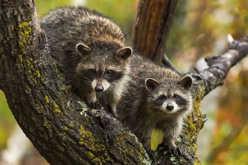 Animal Control vs Wildlife Removal by Petri Pest Control in South Florida
