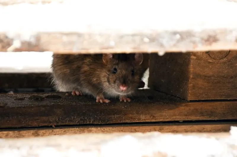 What Rodents Do During Winter by Petri Pest Control in South Florida
