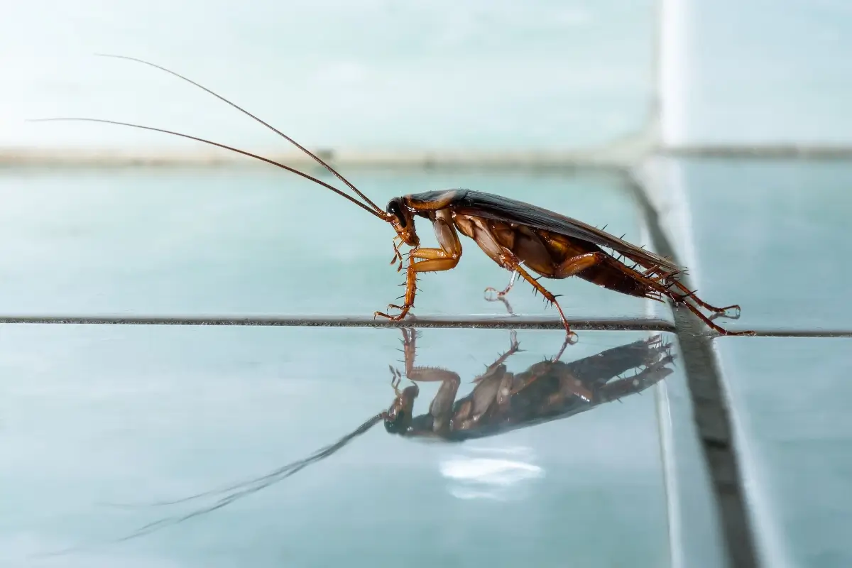 Can I Get Rid of Cockroaches for Good? by Petri Pest Control in South Florida