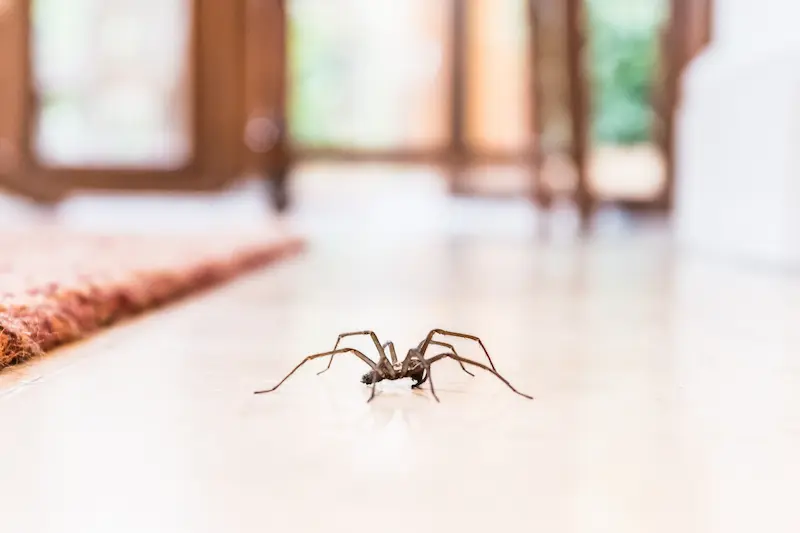 How to Know When a Spider Is Poisonous by Petri Pest Control in South Florida