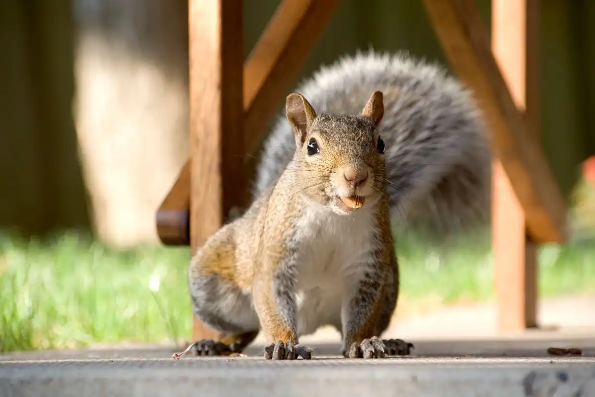 Getting Rid of Squirrels by Petri Pest Control in South Florida