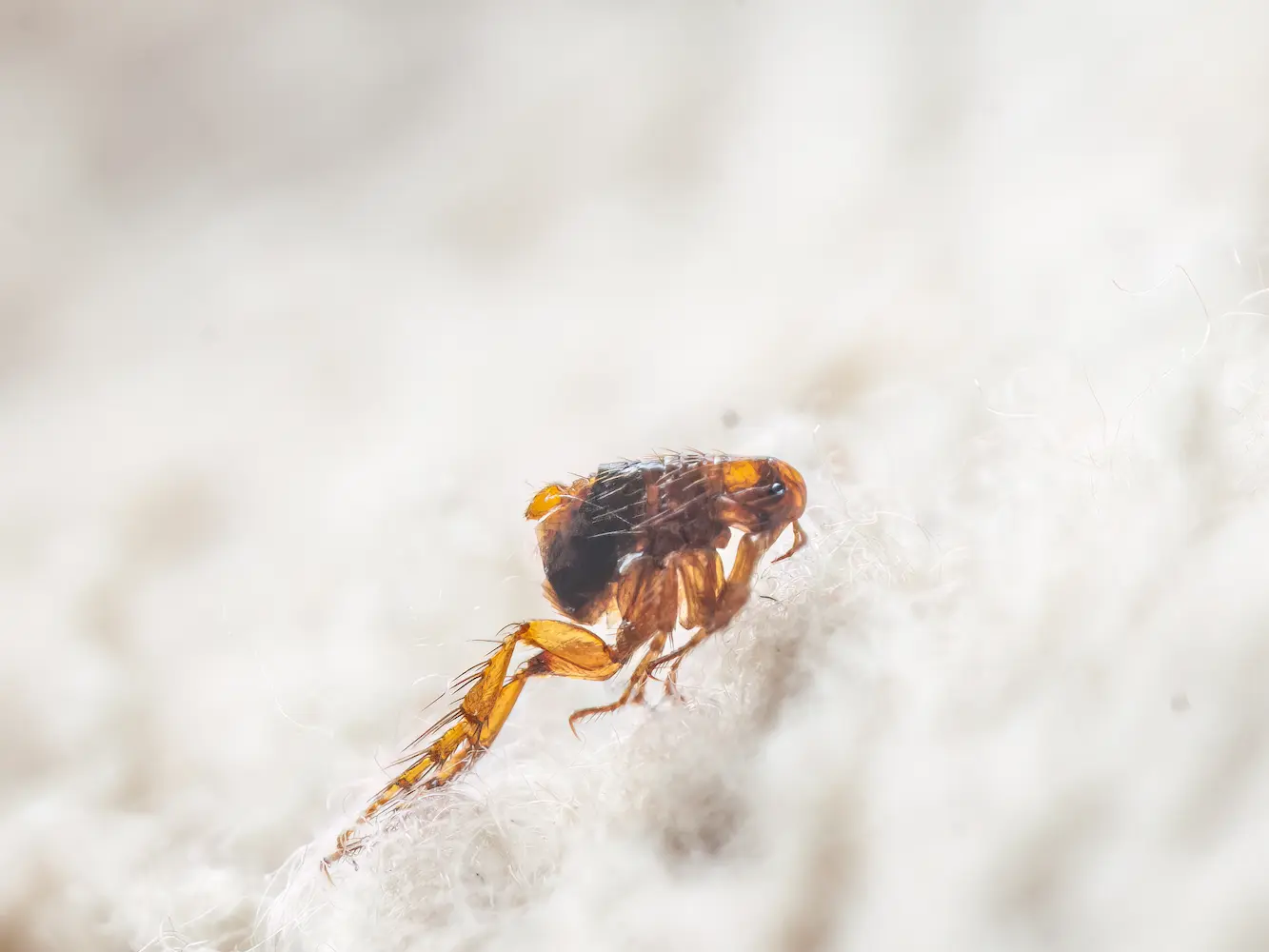 What Kills Fleas And Their Eggs? by Petri Pest Control in South Florida