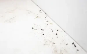mouse droppings left by mice in wall in kitchen