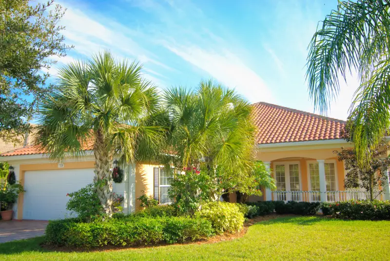 Palm Tree Care by Petri Pest Control in South Florida