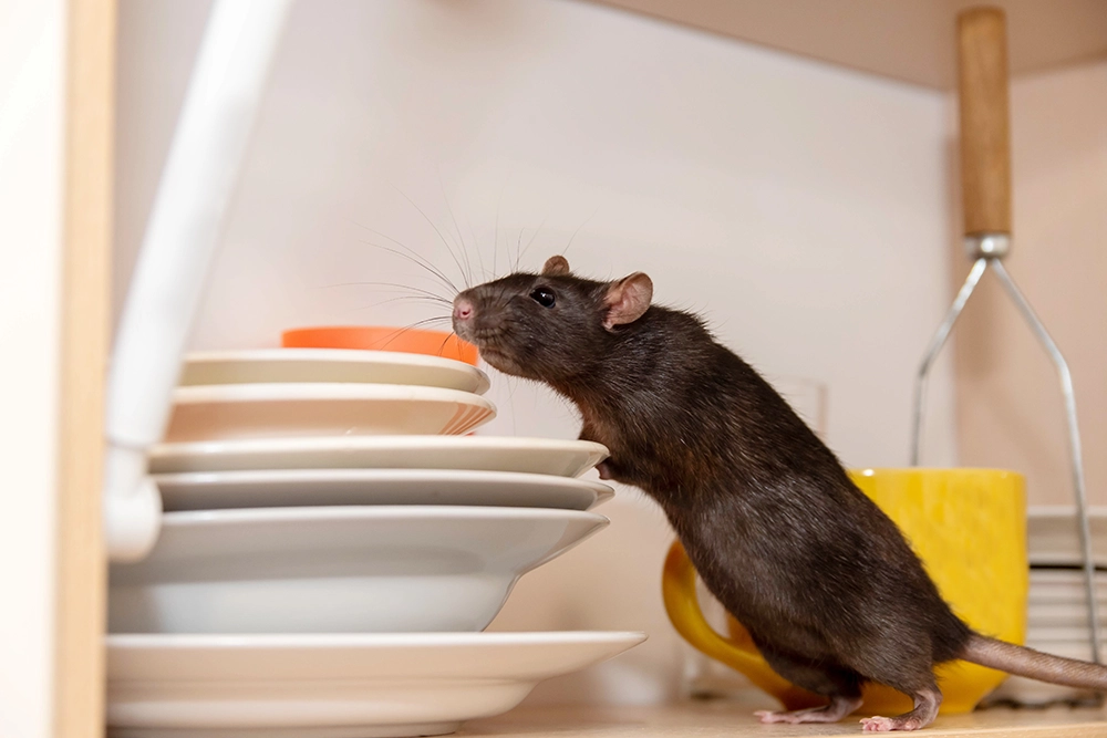 Do Rats Come Out During the Day? by Petri Pest Control in South Florida