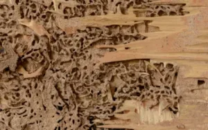 wood damage in a florida home underscores importance of knowing how to get rid of termites