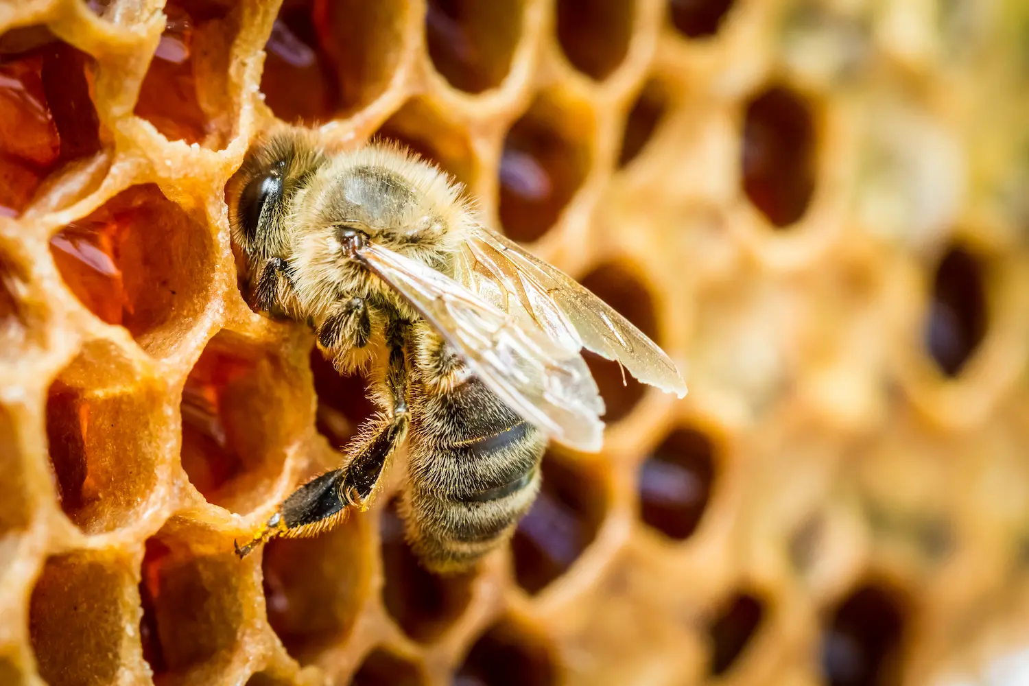 How Long Do Beehives Last? by Petri Pest Control in South Florida