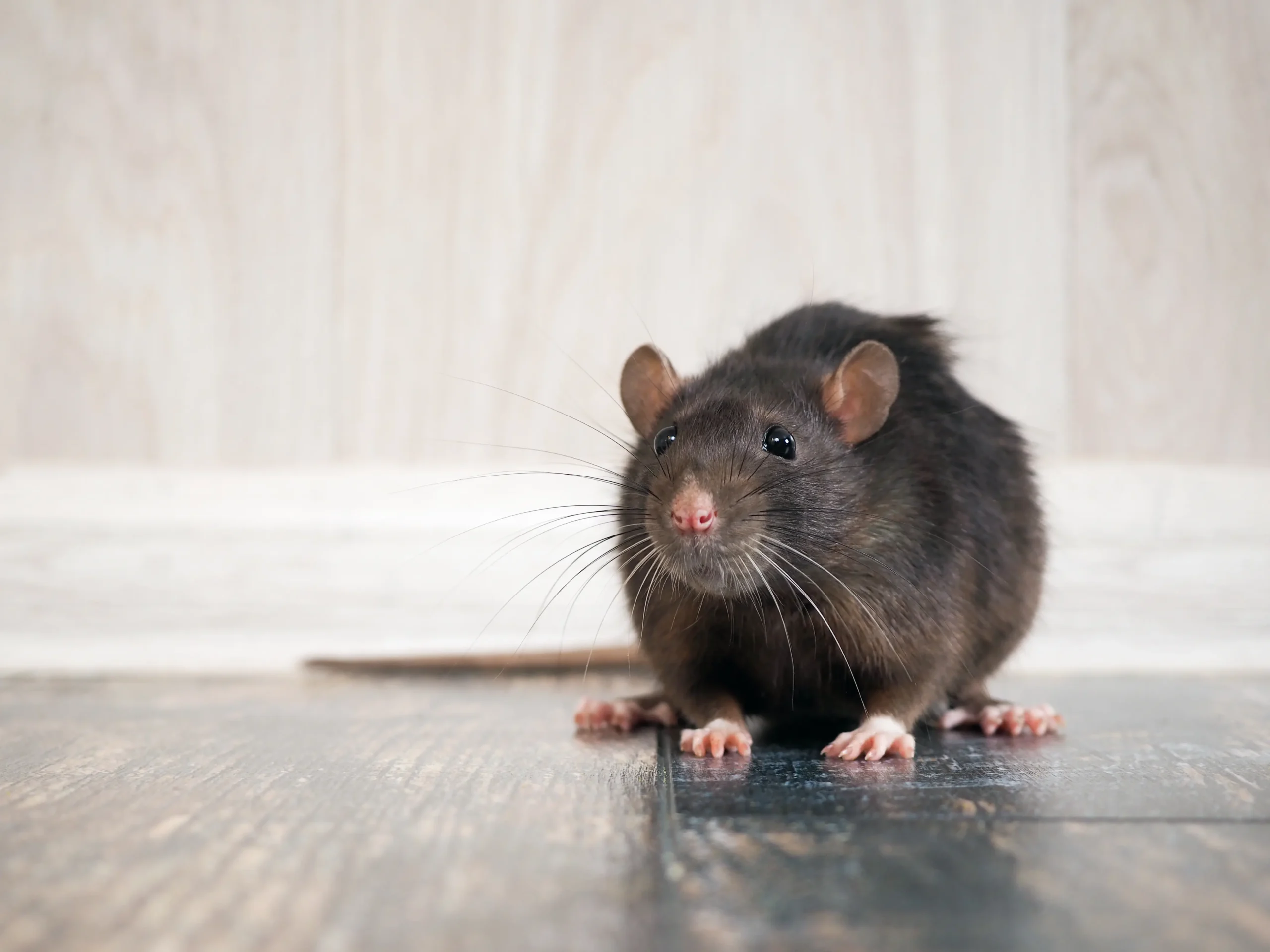 A rodent sits crouched in a kitchen.